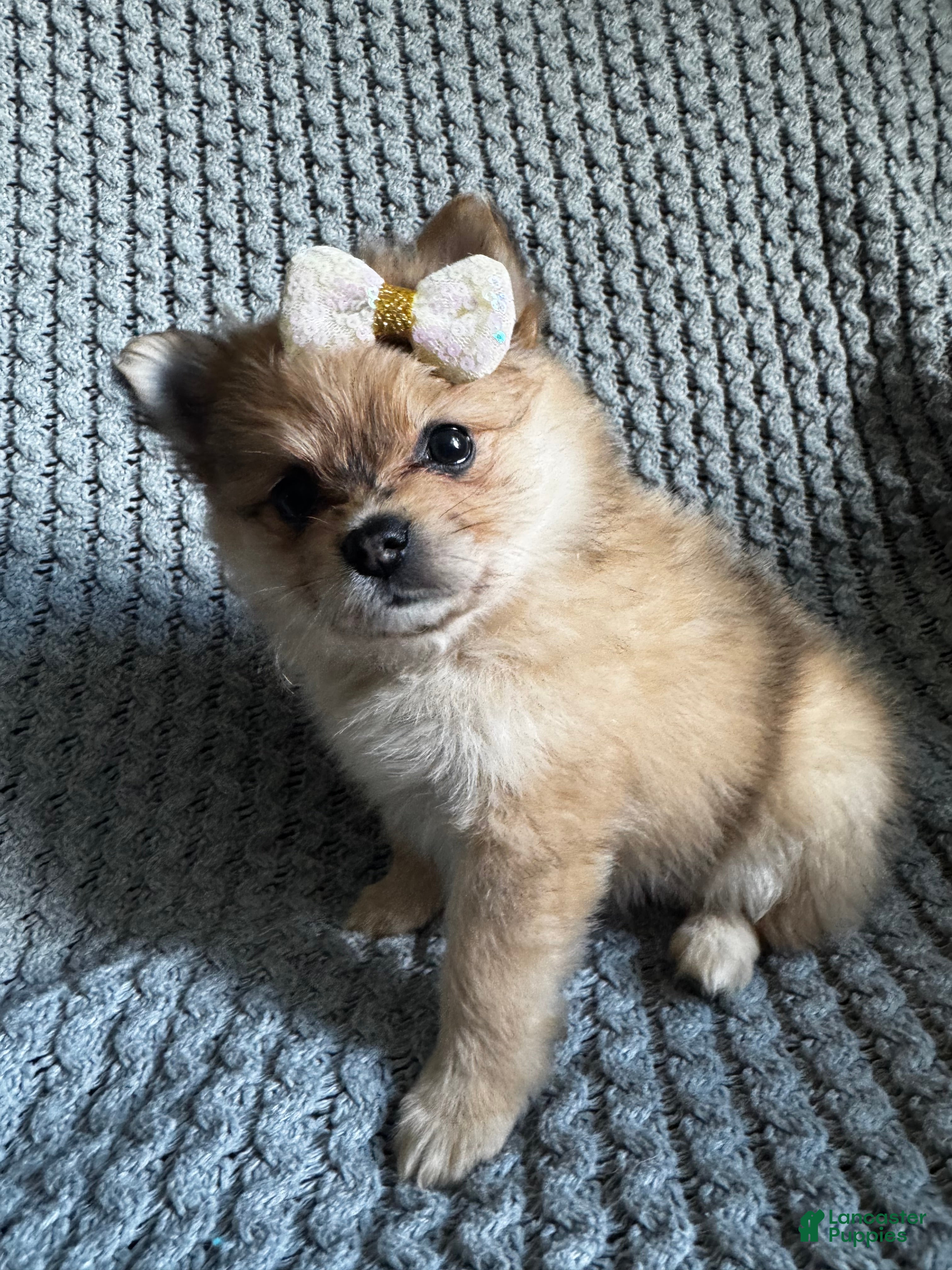 Pomeranian dogs Violet  - Ad 1