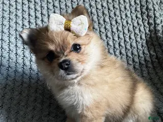 Pomeranian dogs for sale: Violet - Ad 1