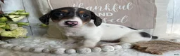 Miniature Dachshund dogs for sale: Layne - Ad 7