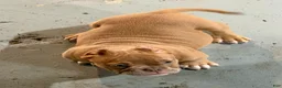 American Bully dogs for sale: Princess Peach - Ad 6