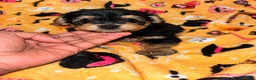 Yorkiepoo dogs for sale: Alfalfa  - Ad 3