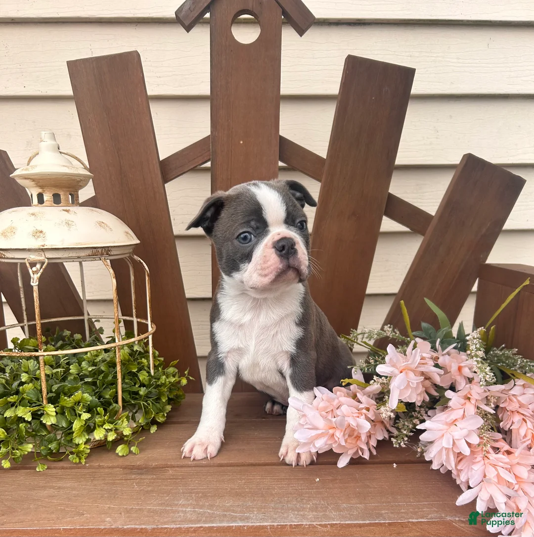 Boston Terrier dogs for sale: Spuds  - Ad 1