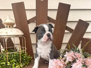 Boston Terrier dogs for sale: Spuds - Ad 2