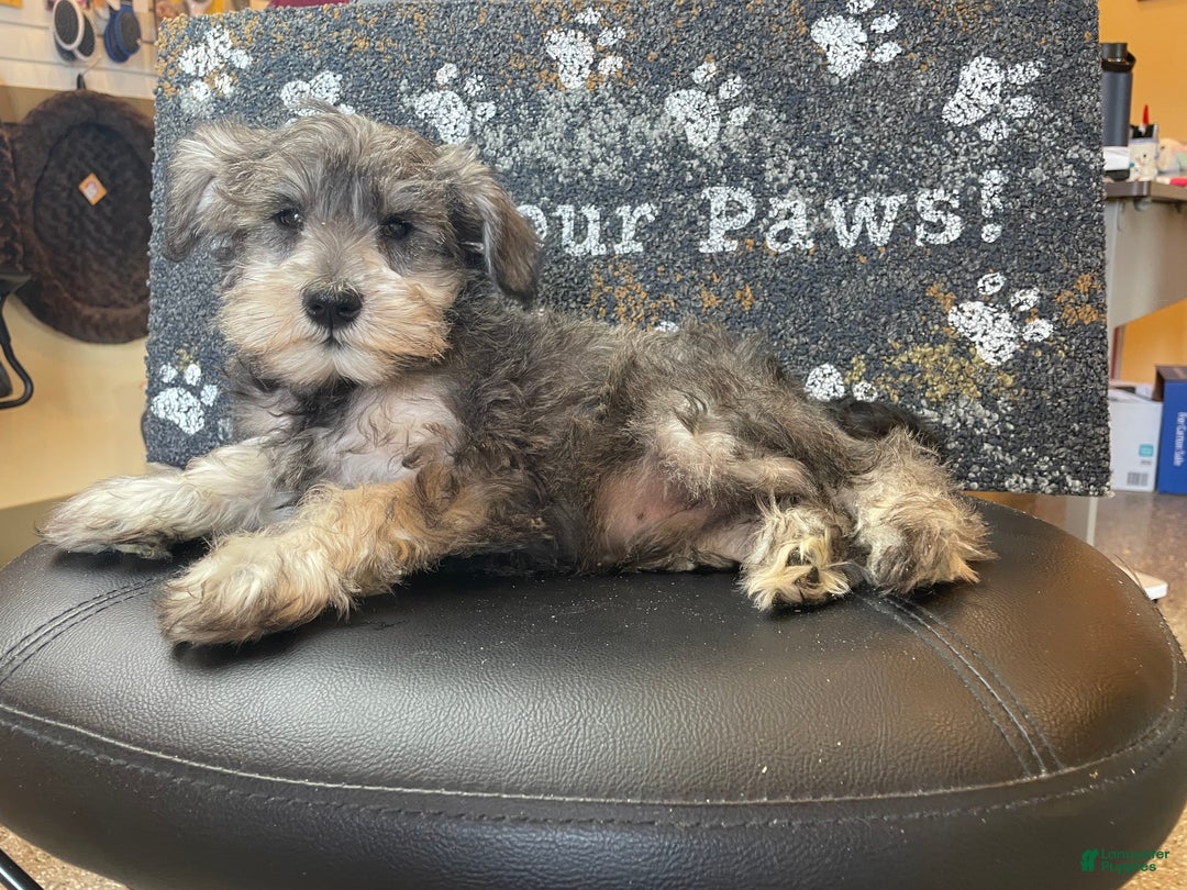 Miniature Schnauzer dogs for sale: Owen - Ad 3