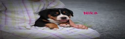 Greater Swiss Mountain Dog dogs for sale: Nika - Ad 1