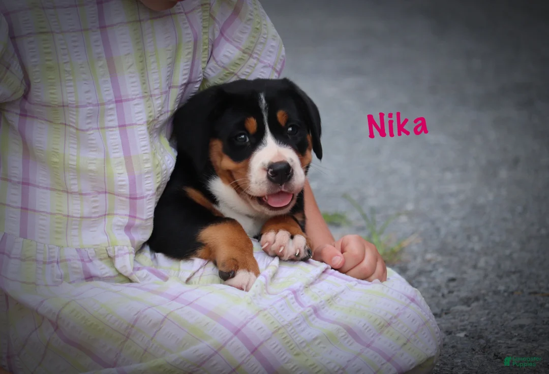 Greater Swiss Mountain Dog dogs for sale: Nika - Ad 1