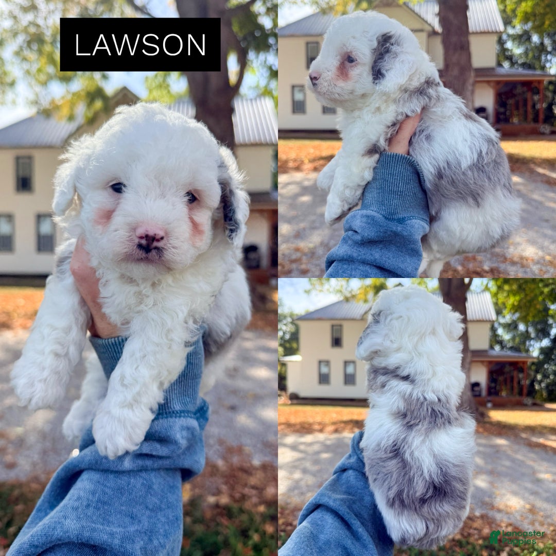 Mixed Breed dogs for sale: Lawson - Ad 5