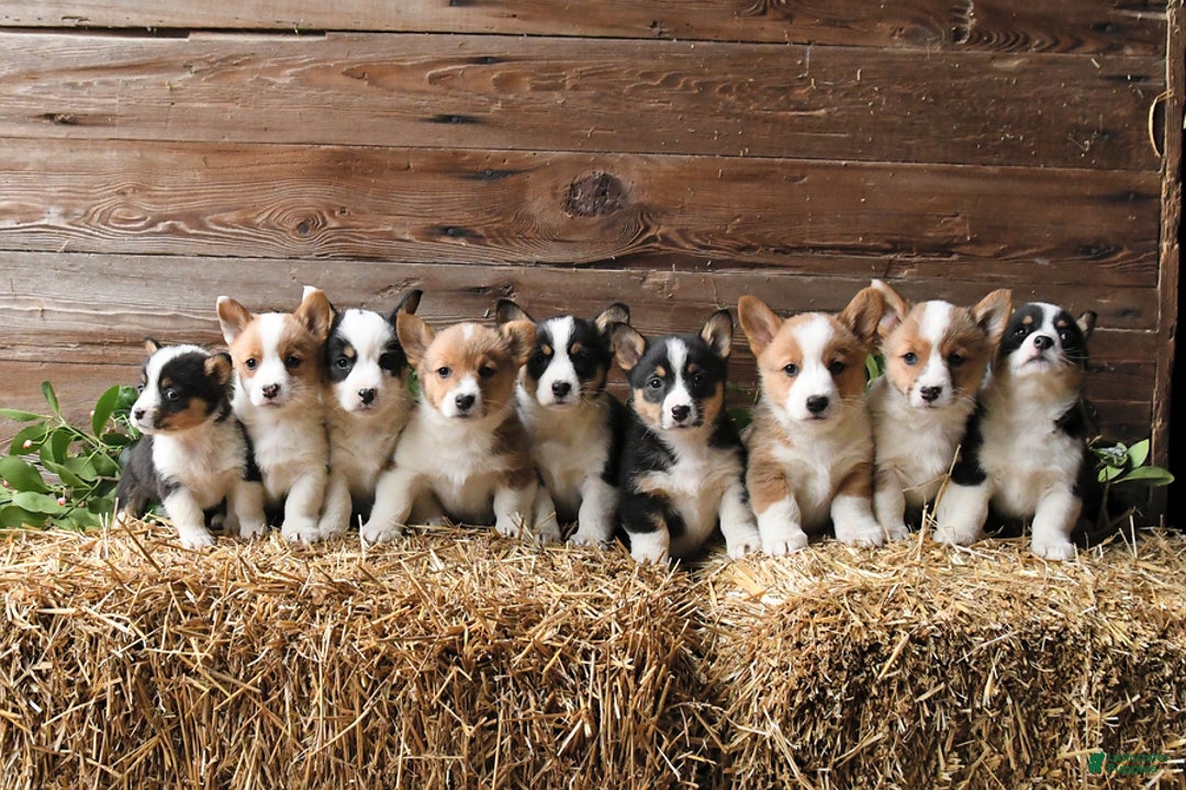 Welsh Corgi Pembroke dogs for sale: Shadow - Ad 3