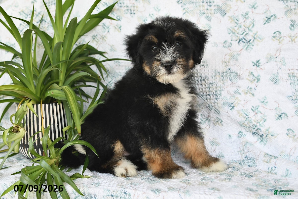 Mini Bernedoodle dogs for sale: Trent - Ad 4