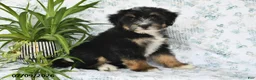 Mini Bernedoodle dogs for sale: Trent - Ad 1