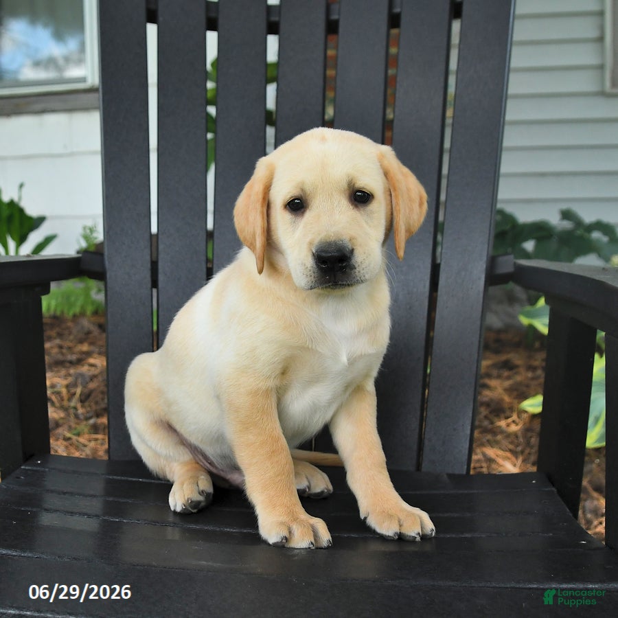 Labrador Retriever dogs Sneakers - Ad 2