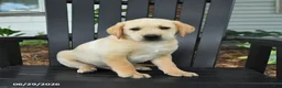Labrador Retriever dogs for sale: Sneakers - Ad 2