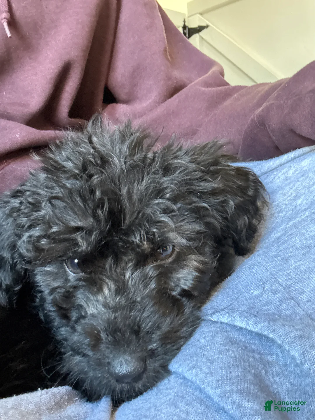 Mixed Breed dogs for sale: Mixed Breed Puppy 2 - Ad 4