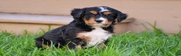 Mixed Breed dogs for sale: Sutton - Mini Bernedoodle - Ad 7