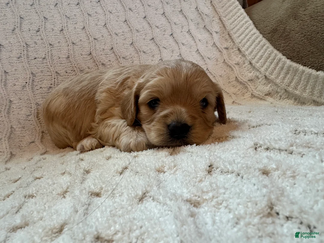 Cavapoo dogs for sale: Brandie - Ad 3