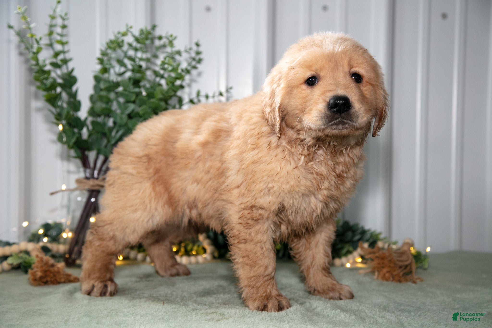 Golden Retriever dogs Hattie - Ad 1