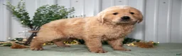Golden Retriever dogs for sale: Hattie - Ad 1