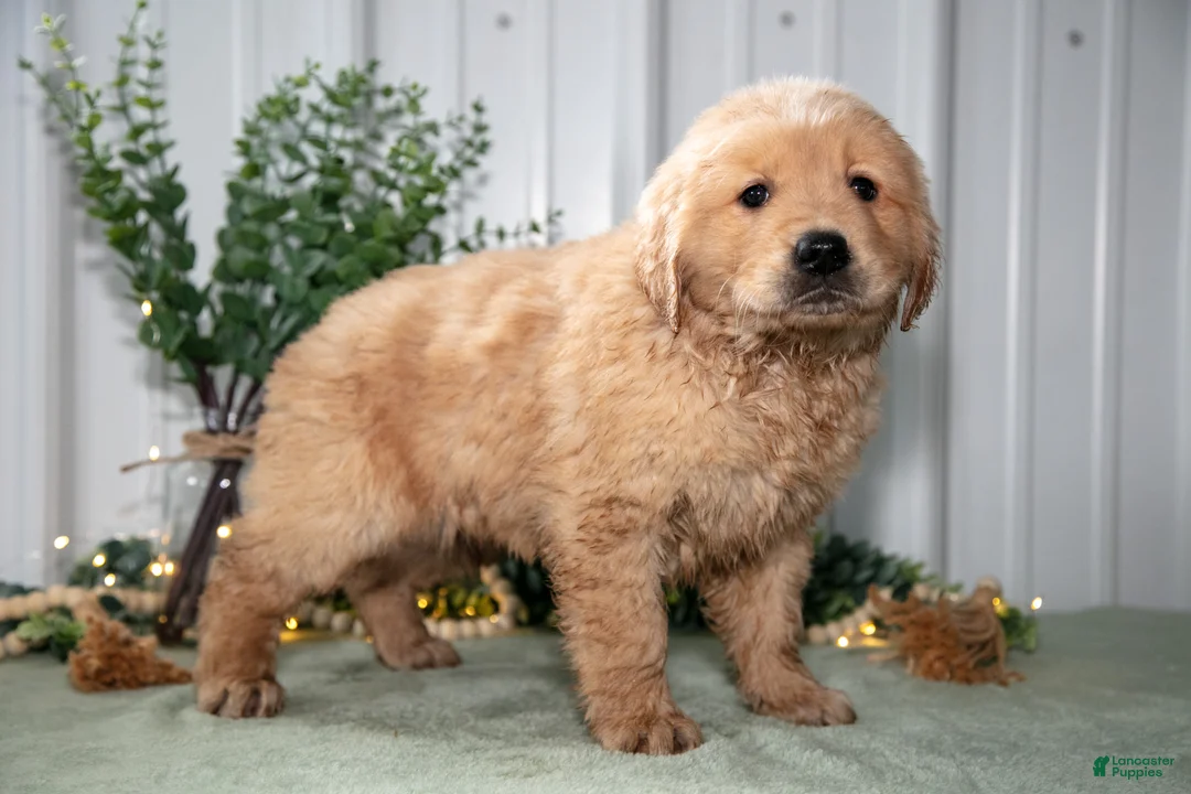 Golden Retriever dogs for sale: Hattie - Ad 1