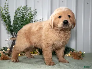Golden Retriever dogs for sale: Hattie - Ad 4