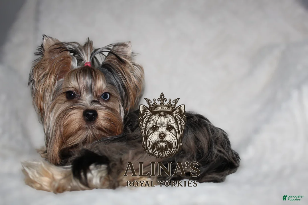 Yorkshire Terrier dogs for sale: Olaf - Ad 7