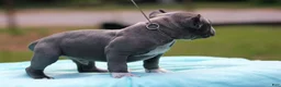 American Bully dogs for sale: Blue Male - Ad 4