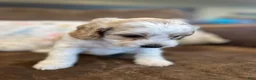 Cockapoo dogs for sale: Buff and white boy/black nose  - Ad 5