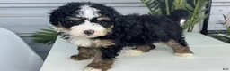 Mini Bernedoodle dogs for sale: Cinnamon - Ad 2