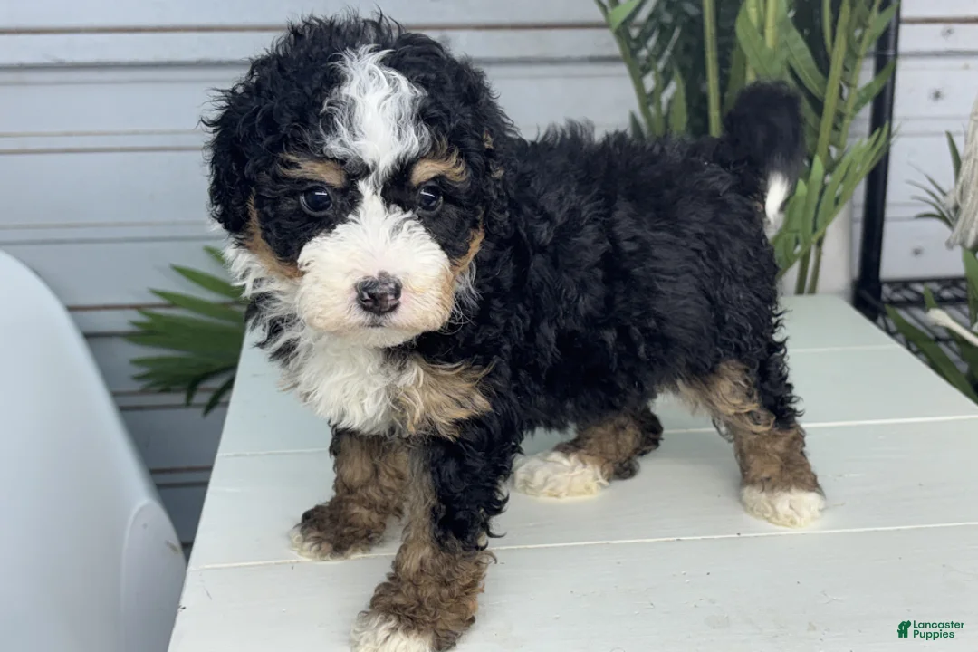 Mini Bernedoodle dogs for sale: Cinnamon - Ad 2