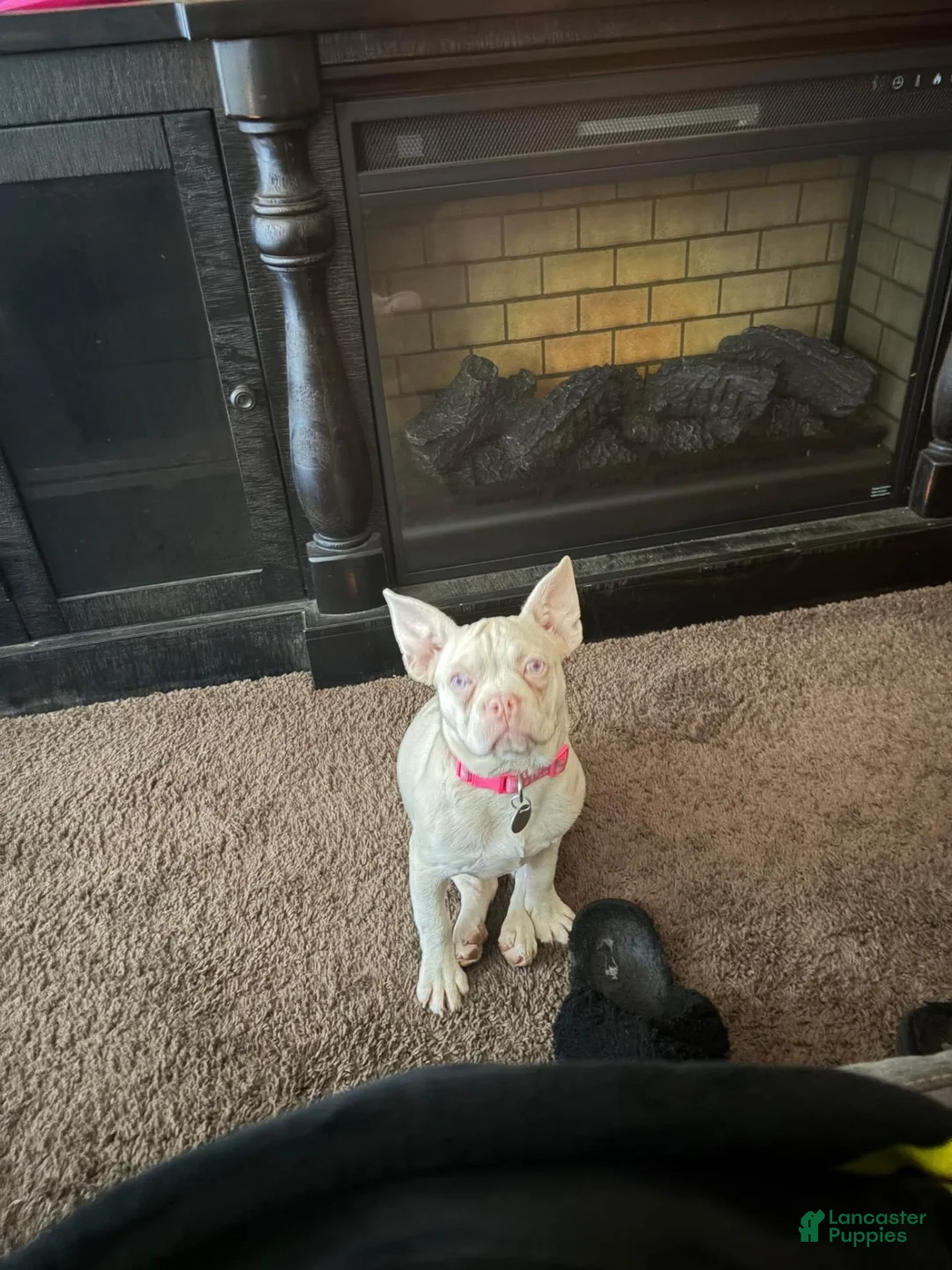 French Bulldog dogs for sale: French Bulldog 1 - Ad 1
