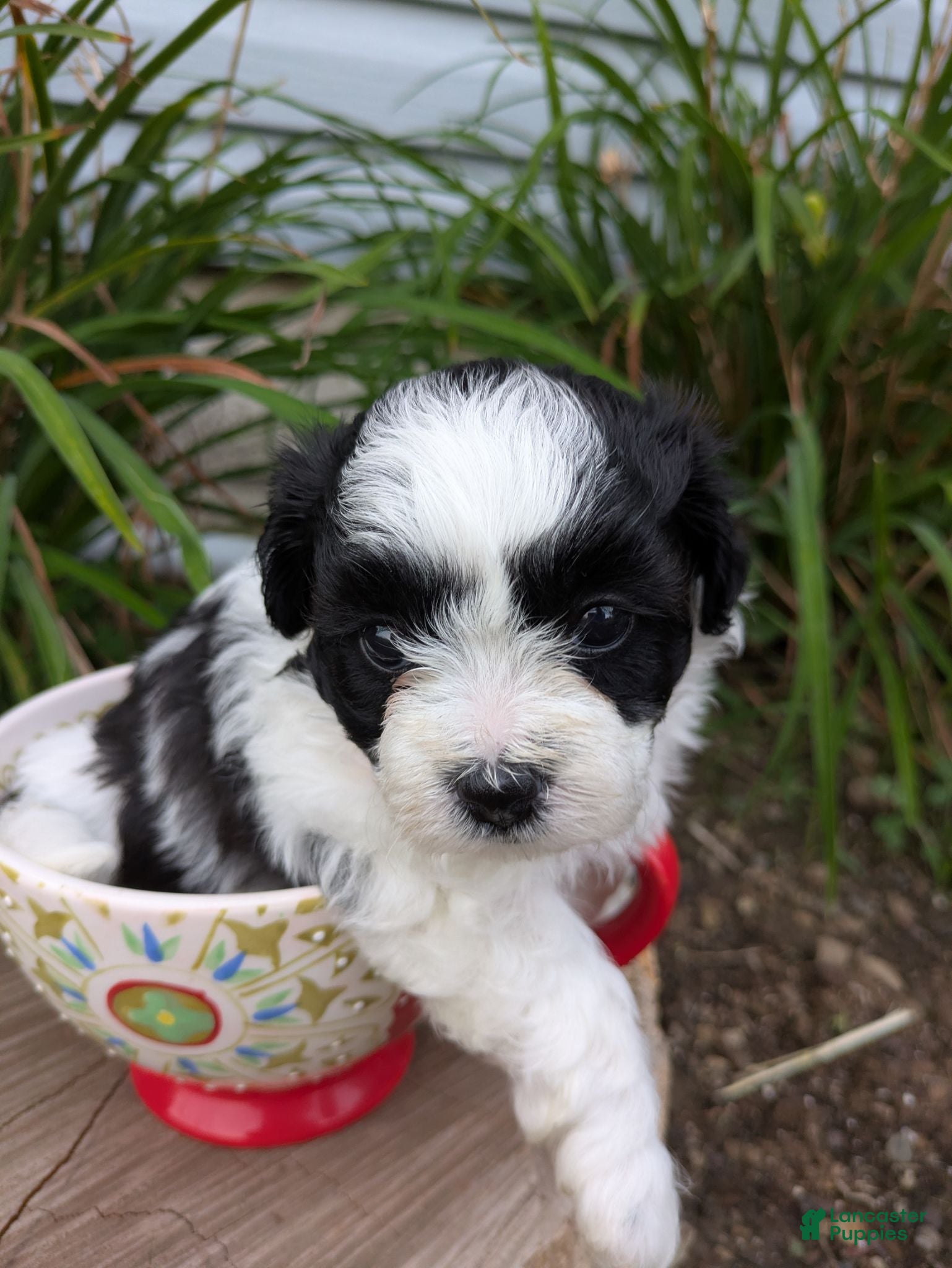 Shihpoo dogs Gem - Ad 12