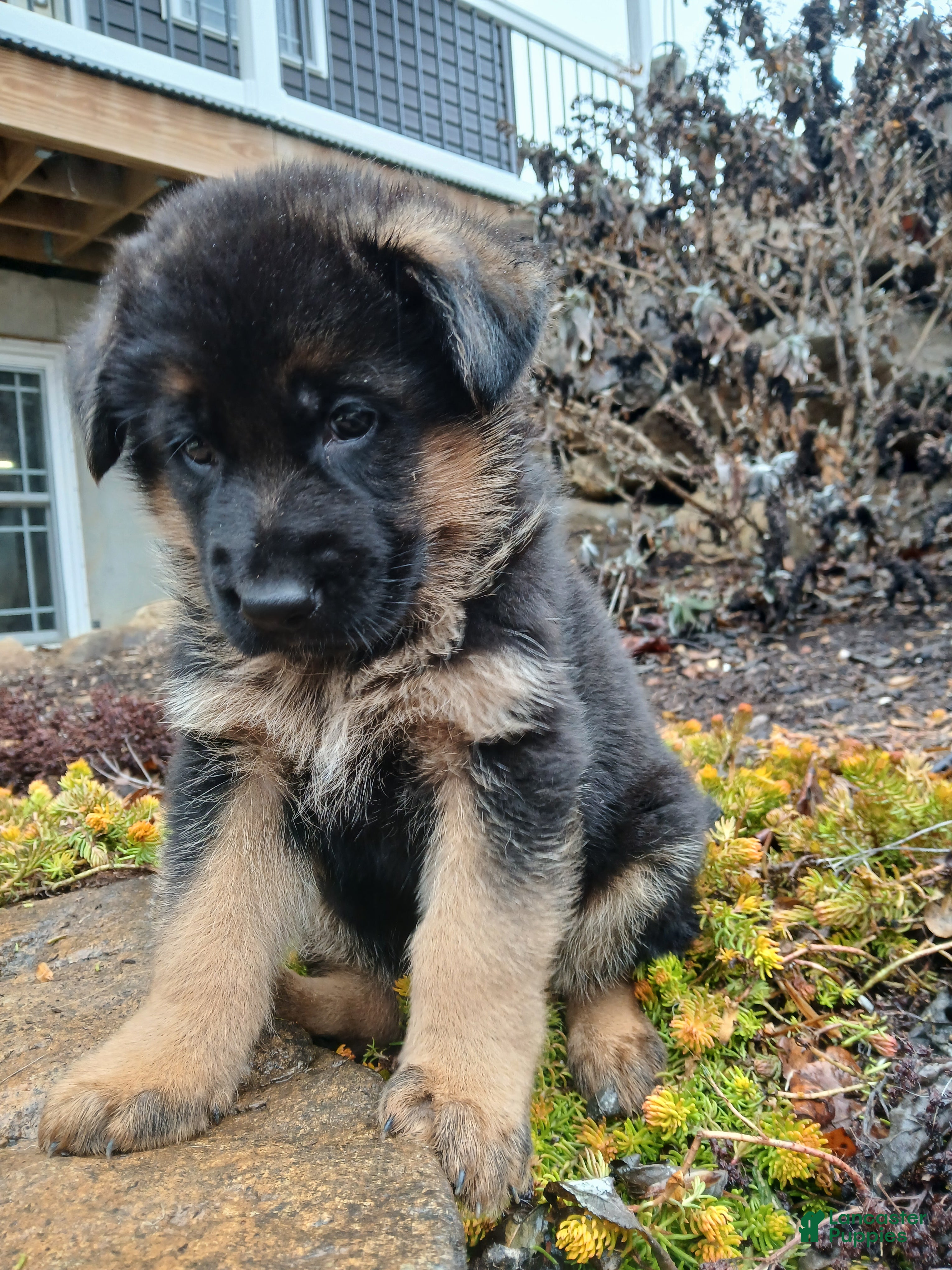 German Shepherd dogs Titan - Ad 2