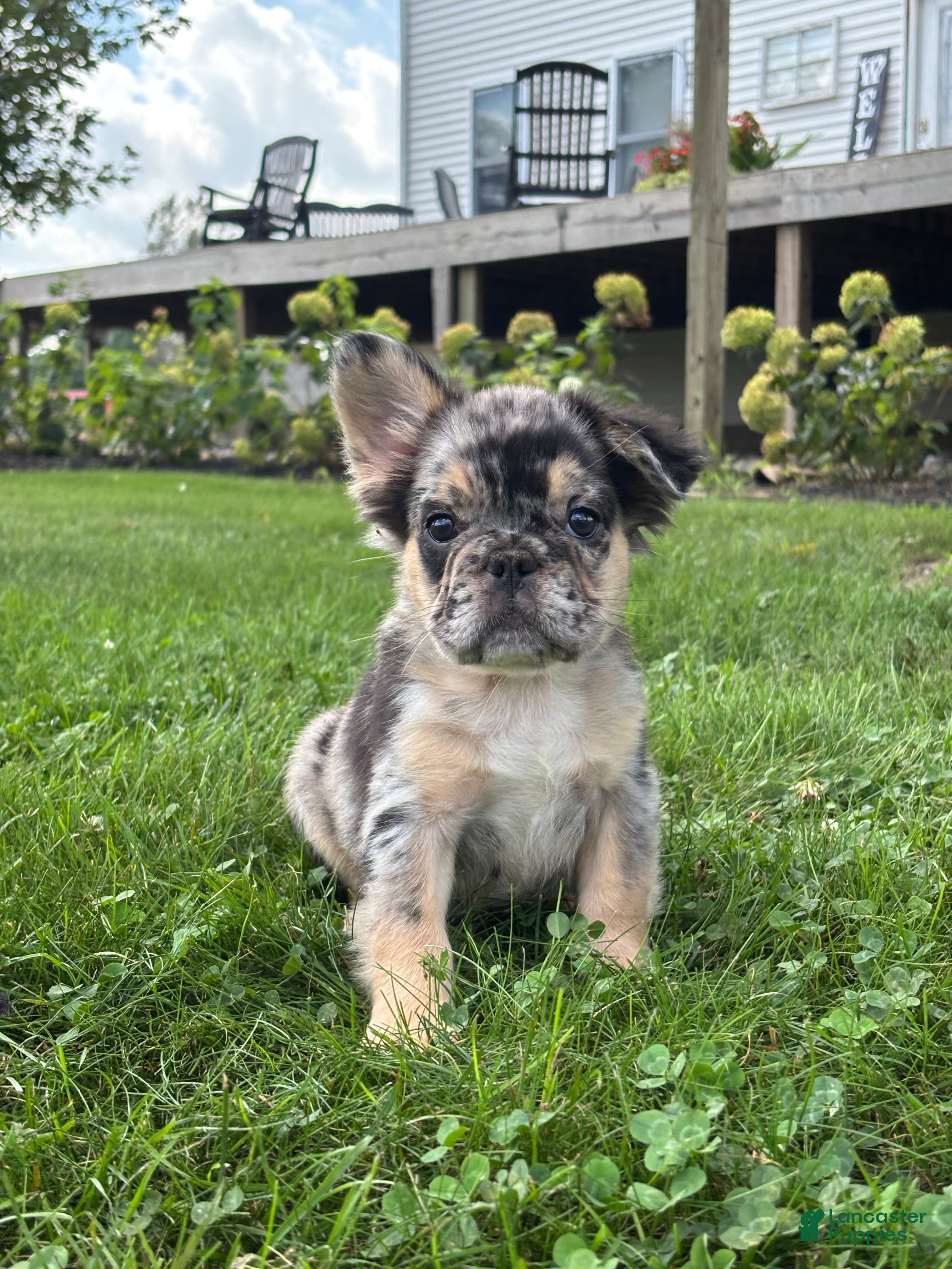 French Bulldog dogs Bryson  - Ad 1