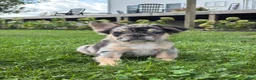 French Bulldog dogs for sale: Bryson  - Ad 1