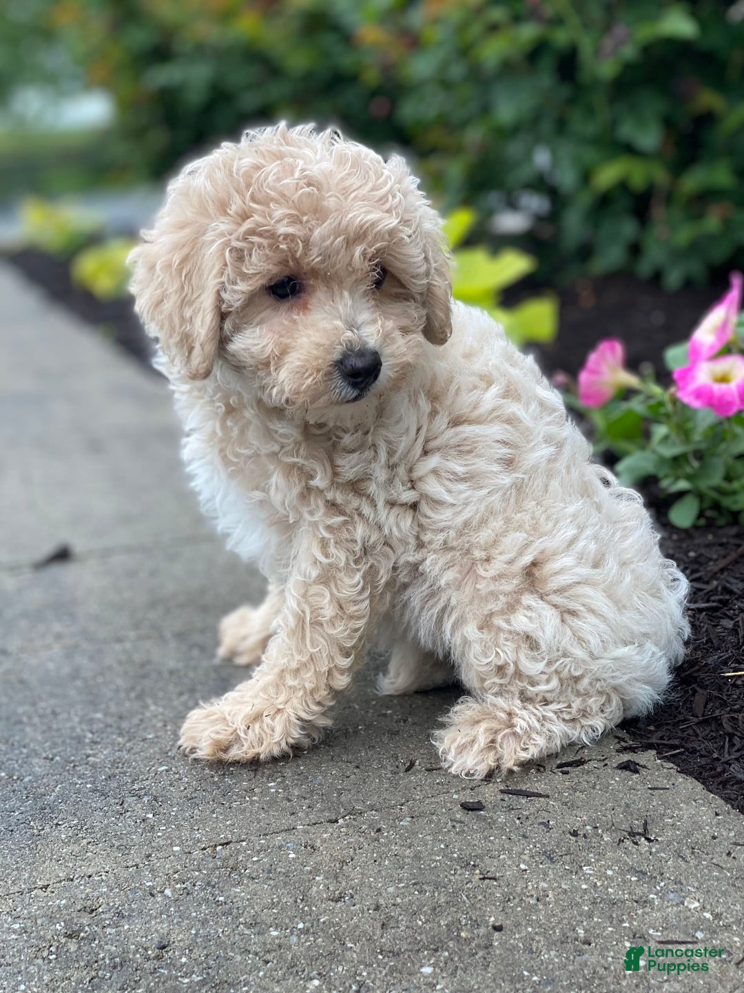 Miniature Poodle dogs for sale: Pansy - Ad 6