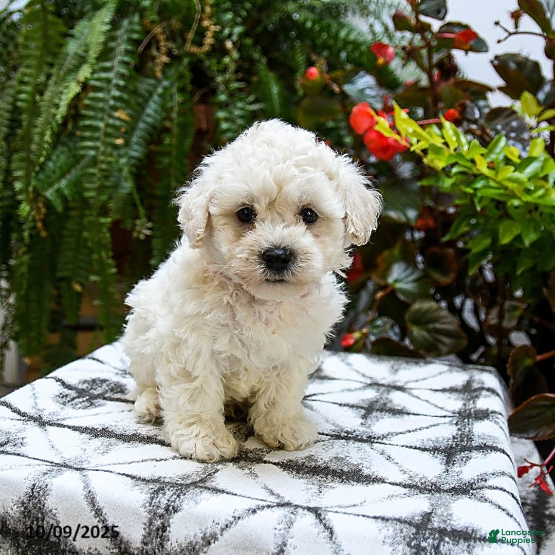 Find Bichon Frise Puppies for sale Lancaster Puppies