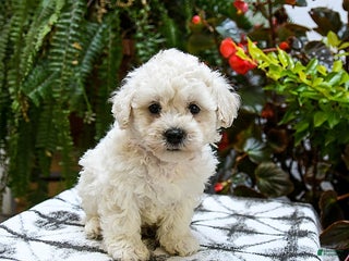 Bichon Frise dogs - Ad 12