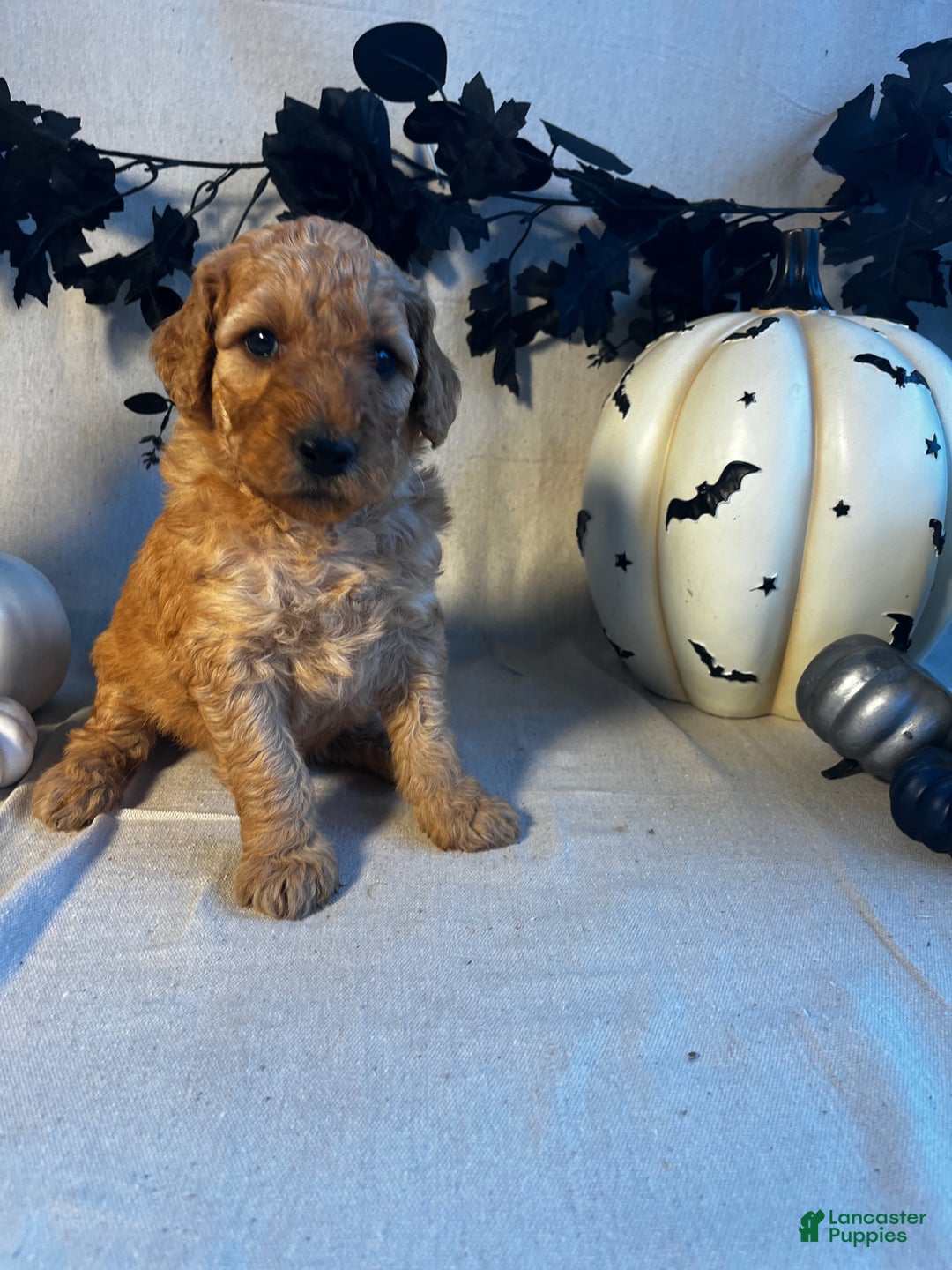 Goldendoodle dogs for sale: Dark Green- Little Dan - Ad 1