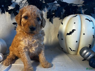 Goldendoodle dogs Dark Green- Little Dan - Ad 9