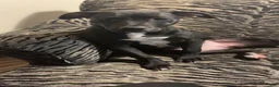 American Pit Bull Terrier dogs for sale: American Pit Bull Terrier 1 - Ad 2