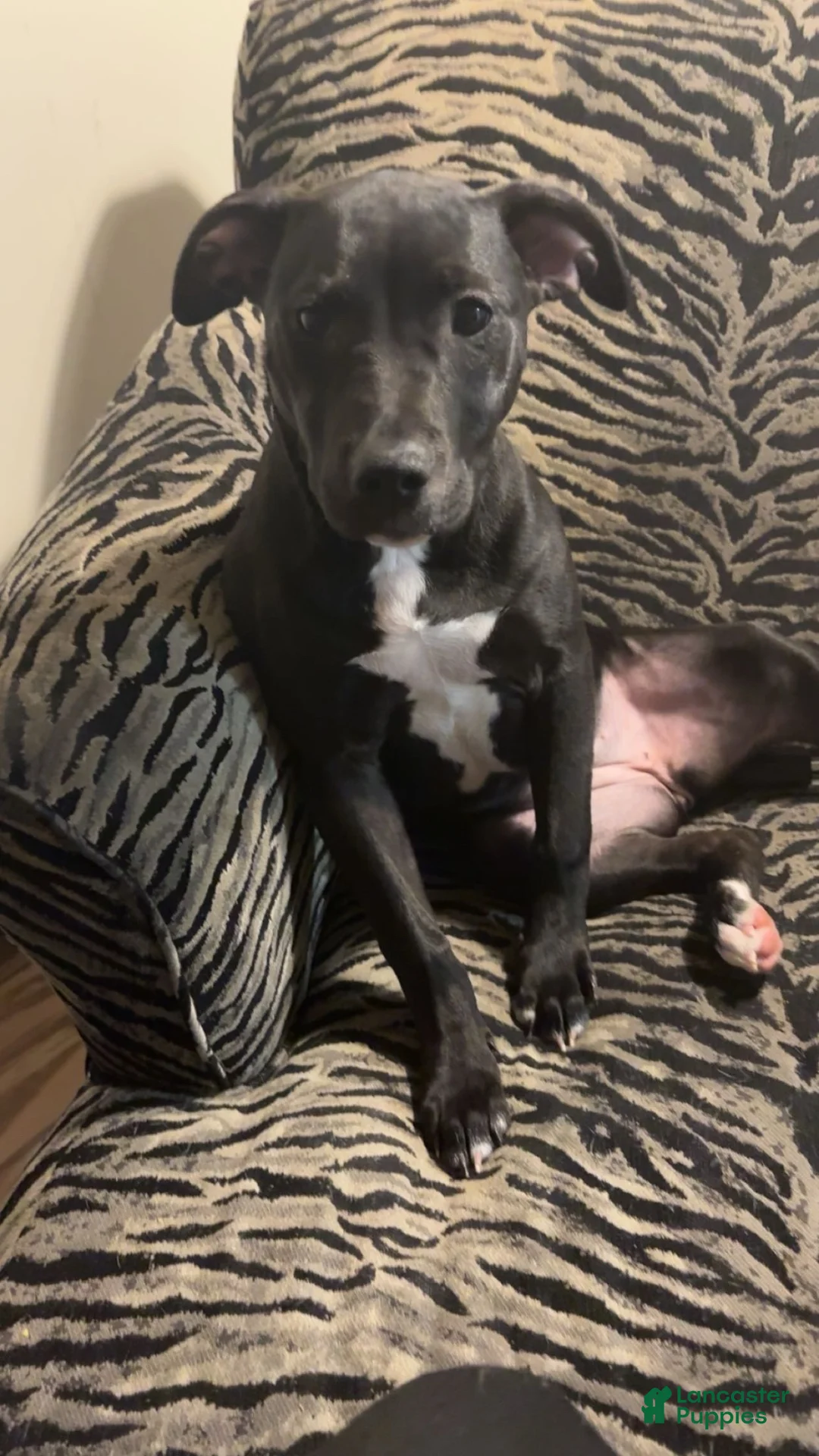 American Pit Bull Terrier dogs for sale: American Pit Bull Terrier 1 - Ad 2