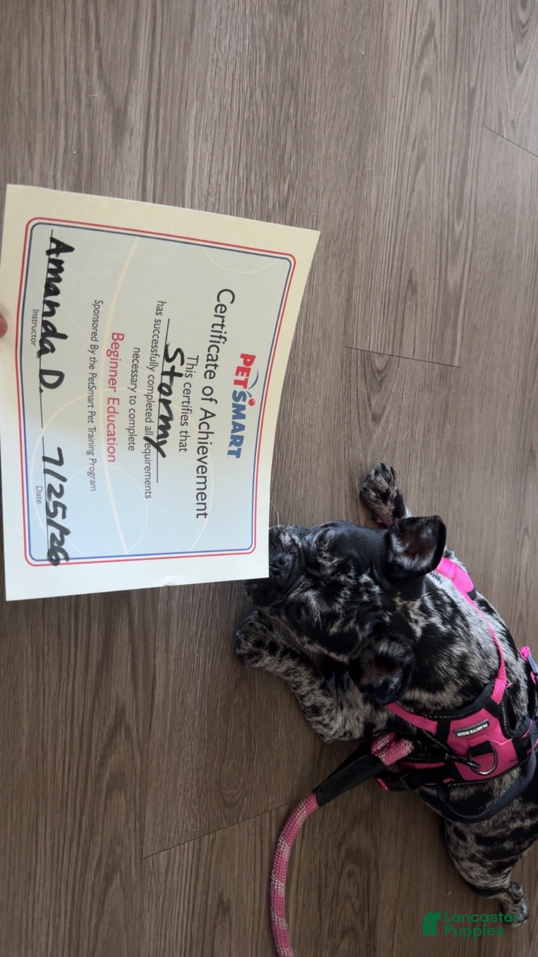 French Bulldog dogs for sale: French Bulldog 1 - Ad 4