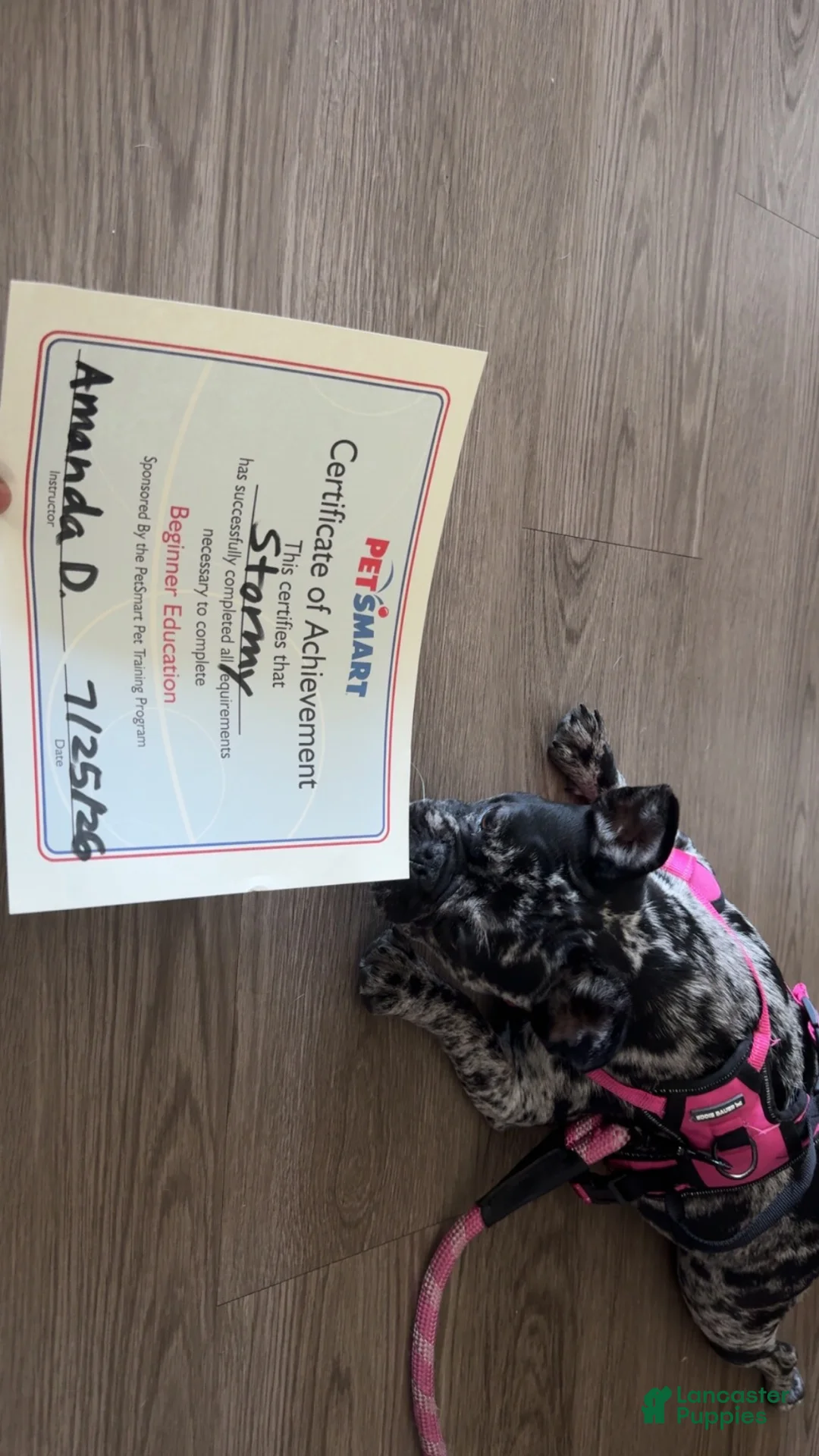 French Bulldog dogs for sale: French Bulldog 1 - Ad 1