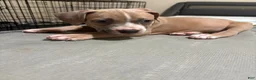American Staffordshire Terrier dogs for sale: American Staffordshire Terrier Puppy 4 - Ad 2