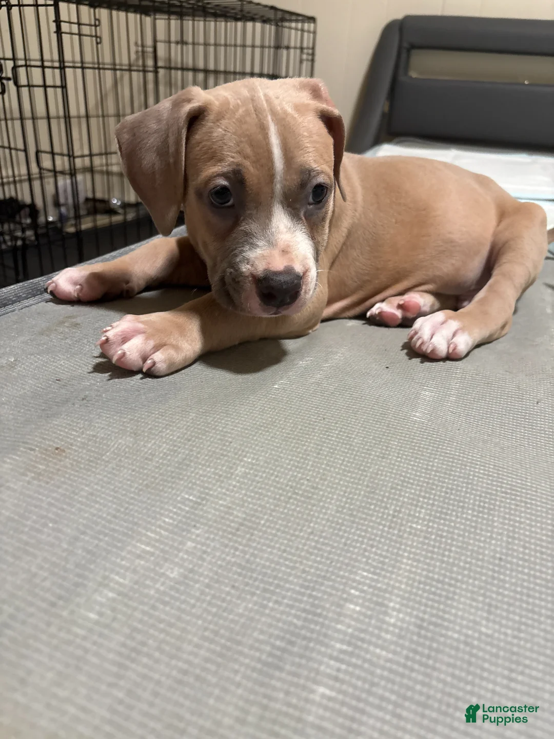 American Staffordshire Terrier dogs for sale: American Staffordshire Terrier Puppy 4 - Ad 2