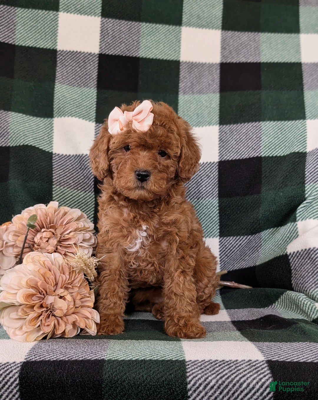Shihpoo dogs for sale: Elsa - Ad 2