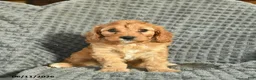 Cavapoo dogs for sale: Melody  - Ad 3