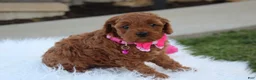 Cavapoo dogs for sale: Destiny  - Ad 5