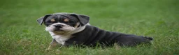 Beabull dogs for sale: Indy - Ad 6