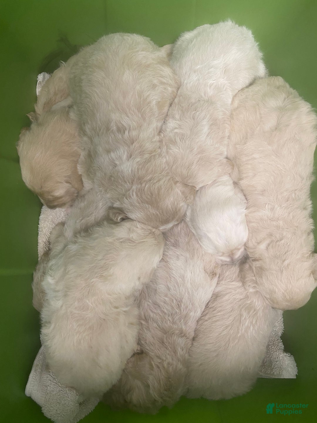 Goldendoodle dogs for sale: Goldendoodle Puppy 4 - Ad 9