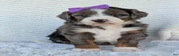 Mini Bernedoodle dogs for sale: Mini Indy - Ad 5